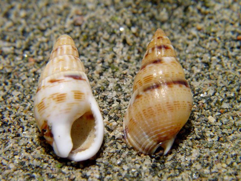 Nassarius cuvierii